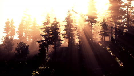 sunrise-in-a-misty-coniferous-forest